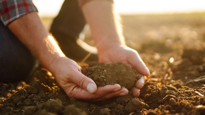 Person inspecting soil