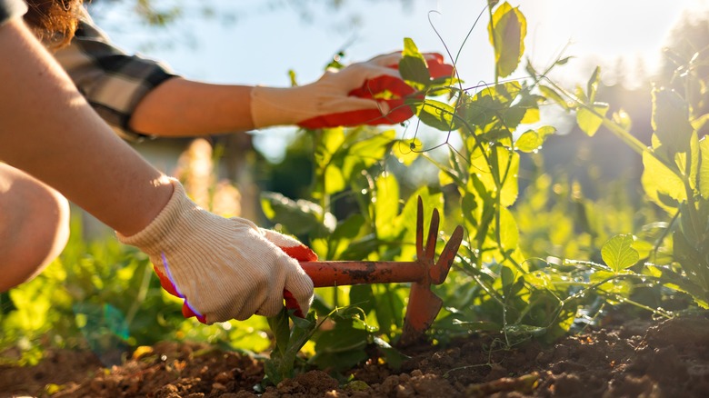 Person weeding garden