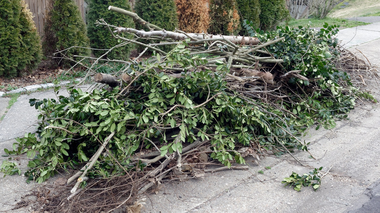 pile of tree clippings