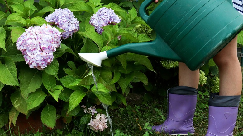 Person watering hydrangea plant