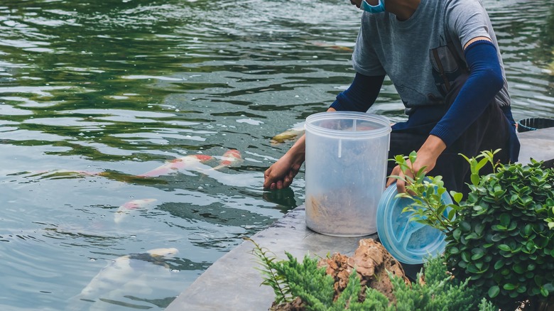 woman adding chemicals to koi pond