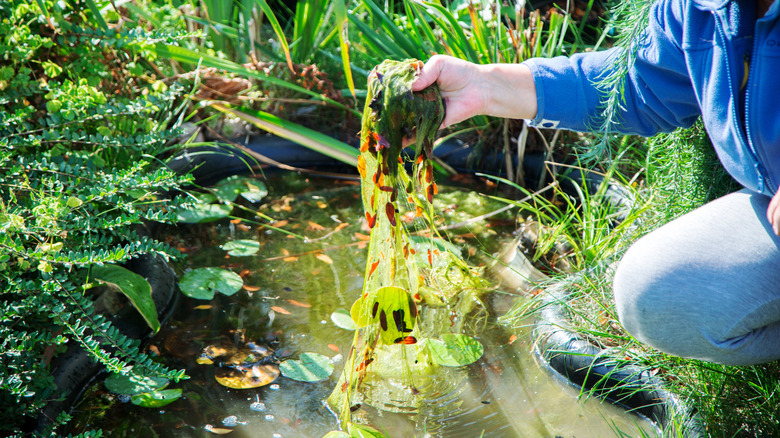 woman cleaning debris from pond