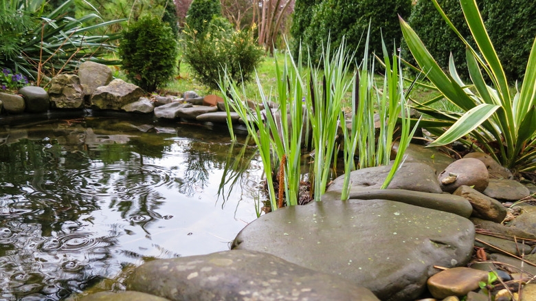 outdoor pond with foliage