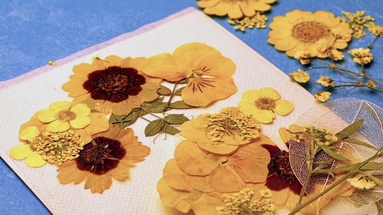 An array of yellow pressed flowers on paper