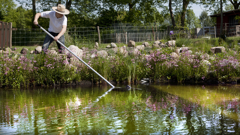 Person cleaning pond with rake