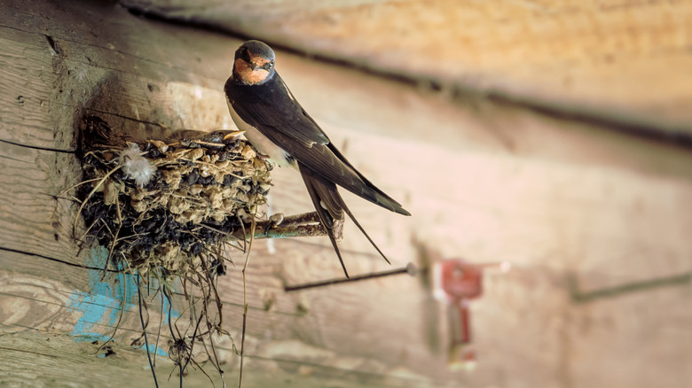 swallow with nest