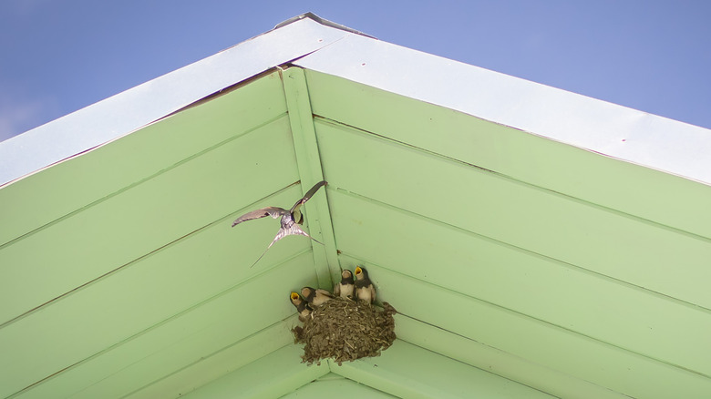 swallow nest in eaves