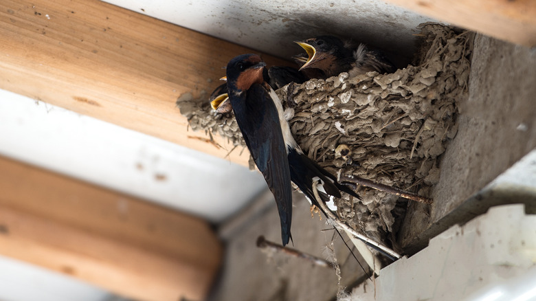 swallows in eaves
