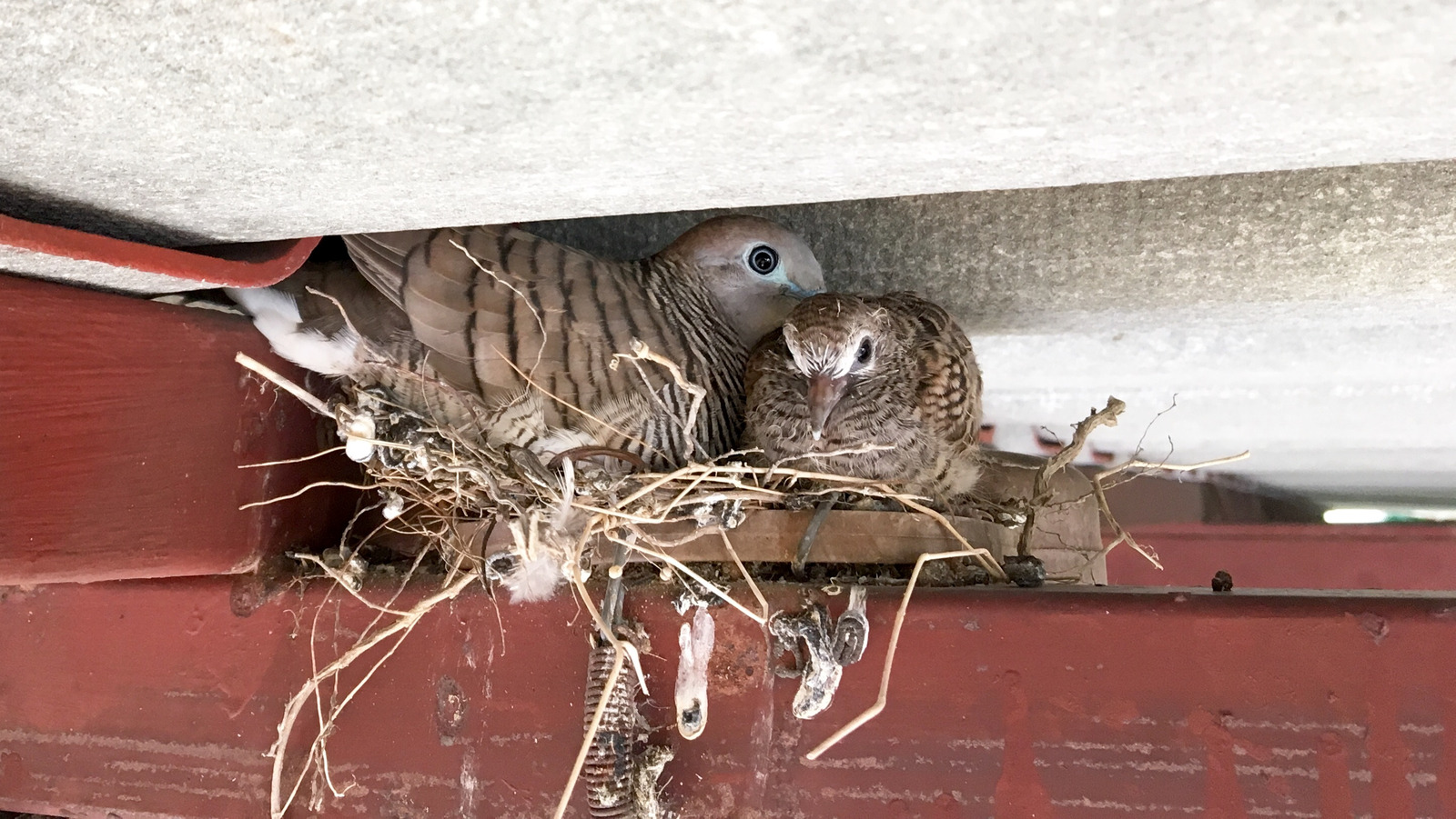 how-to-prevent-birds-from-nesting-in-the-rafters-of-your-home