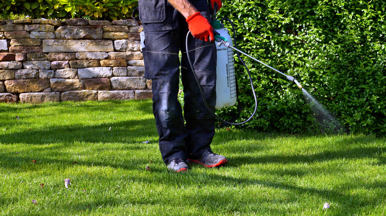 Person spraying herbicide on lawn