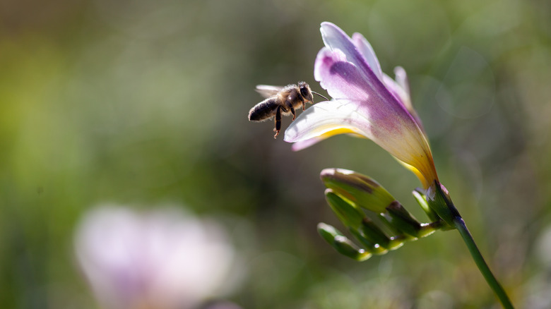 A Freesia flower with a bee