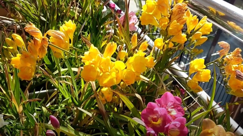 Bunches of Freesia staked