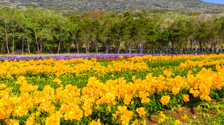 Freesia flower field in japan