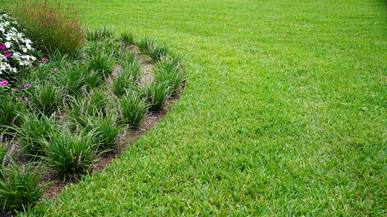St Augustine turf grass