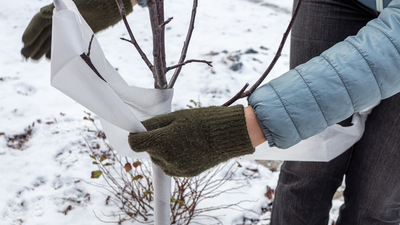 person wrapping tree bark