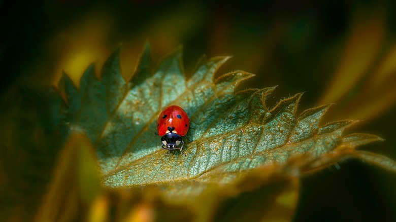 Ladybug resting on a plant 