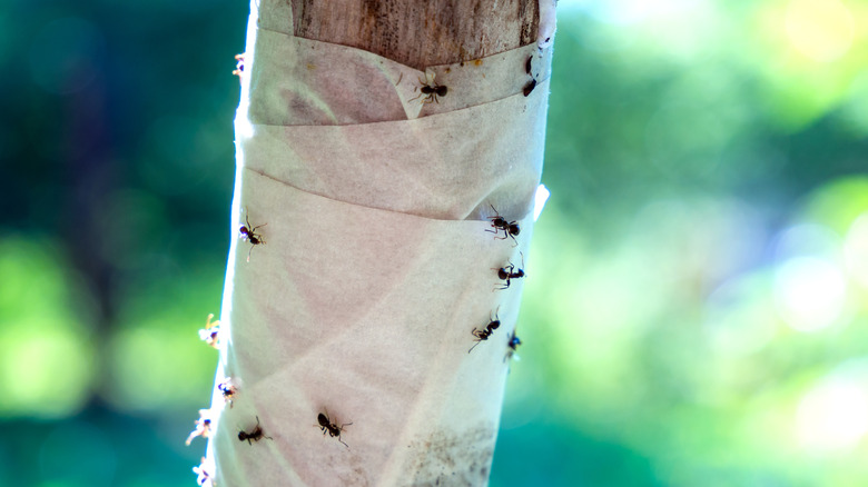 Sticky tape trapping ants on a plant 