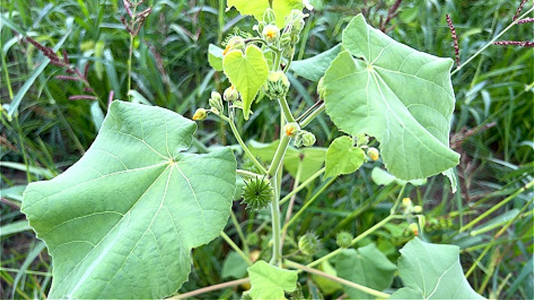 Velvetleaf growing in a backyard