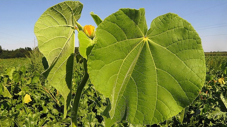 Heart-shaped velvetleaf