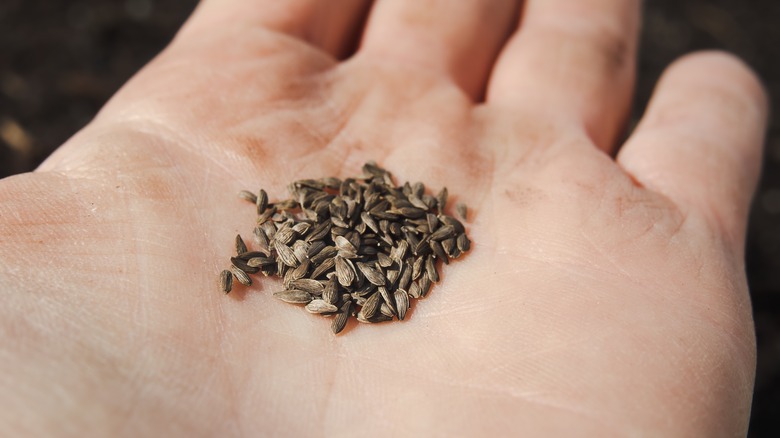 hand holding lettuce seeds