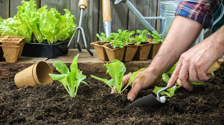 man planting lettuces in dirt