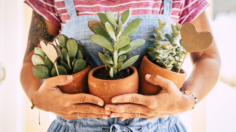 Woman holding small plants in terracotta pots