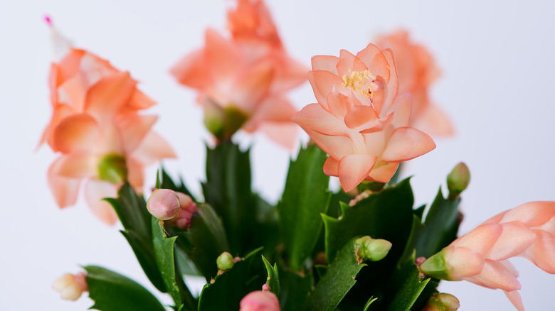 orange christmas cactus blooms