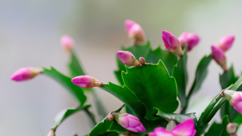 budding Christmas cactus