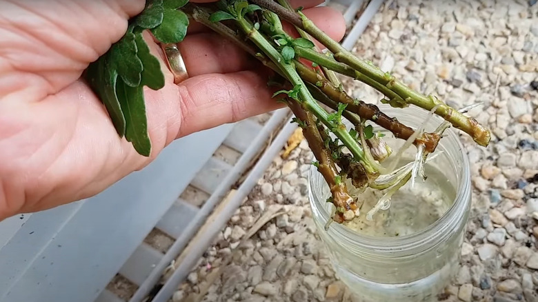 mum cuttings with new roots