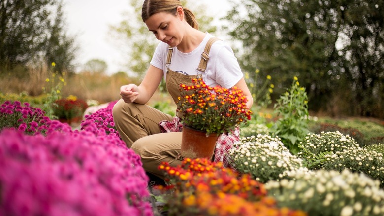 woman in garden with mums