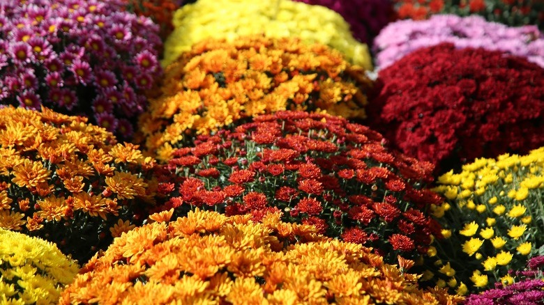 dozens brightly colored mums