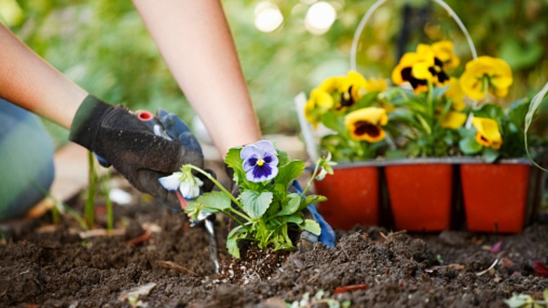 Get more blooms for your buck by dividing plants.