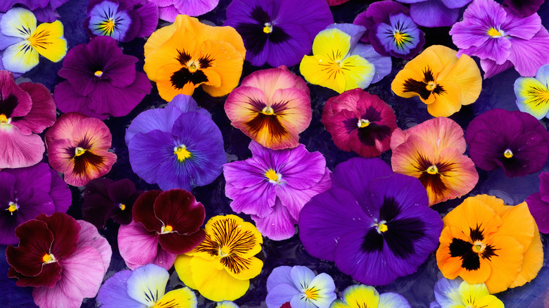 Pansies come in many brilliant colors.