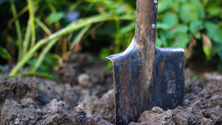 Shovel stuck in garden soil