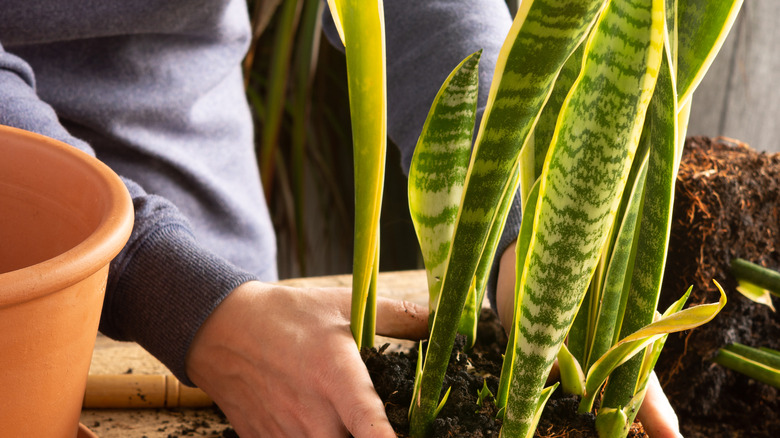 Transplanting large snake plant