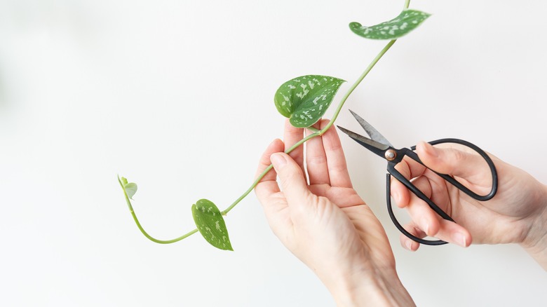 Hands holding scissors about to cut a pothos stem