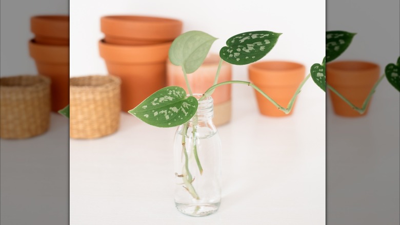 Pothos cutting in glass vase filled with water