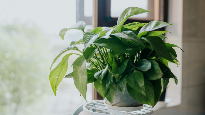 Houseplant pothos in front of a window