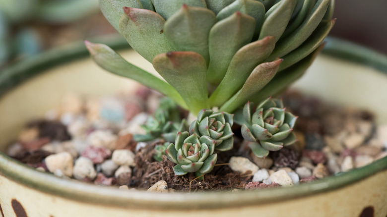 succulent with sprouting pups 