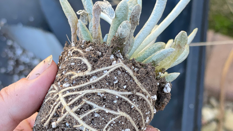 succulent roots for propagating