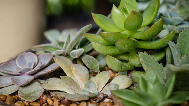 small succulents in cluster pot