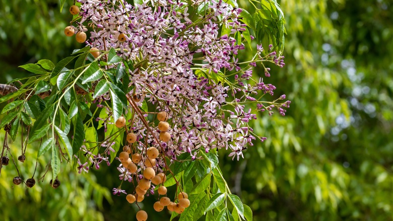 Cinnamon tree flowers and fruit