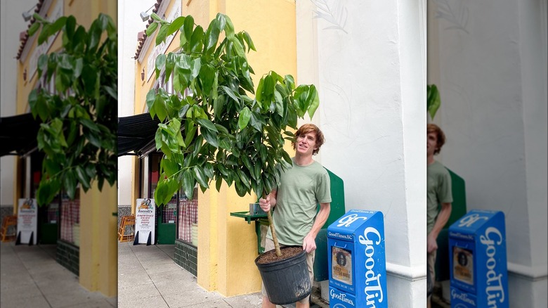 Man holding potted cinnamon tree