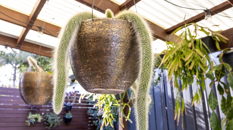 Monkey tail plant