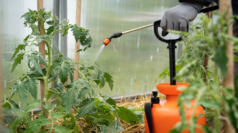 spraying fertilizer with reservoir tomatoes