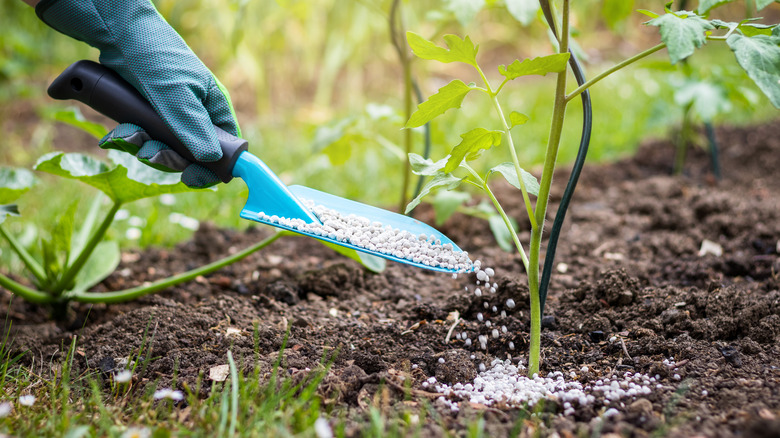 Applying urea to soil