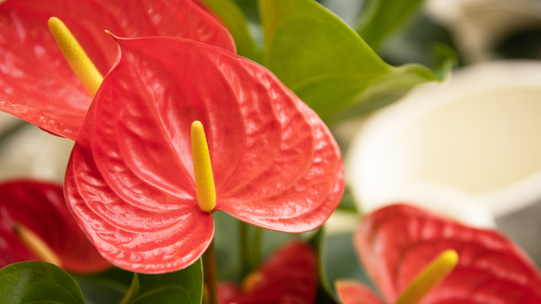 Bright pink anthurium flowers