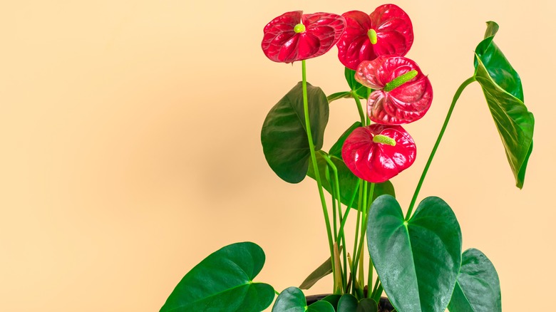 Potted hot pink anthurium