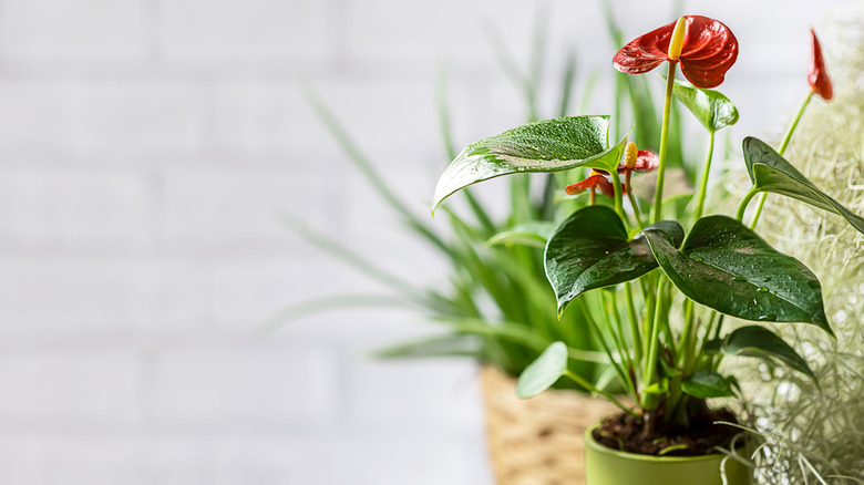 Potted red anthurium