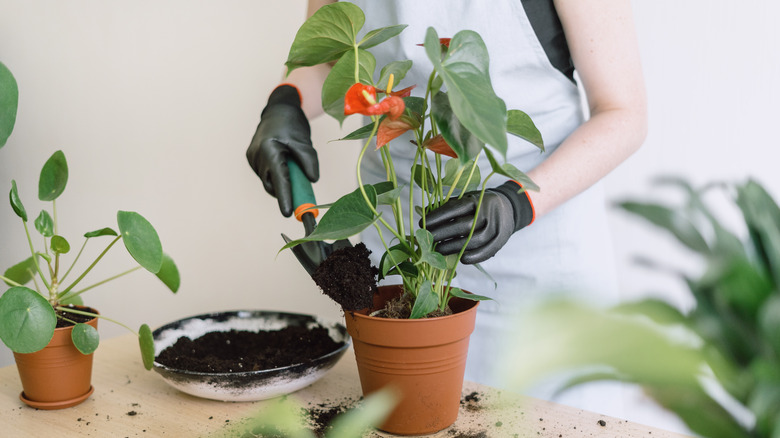 Person repotting orange anthurium